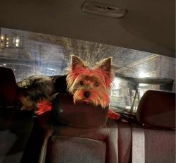 Lost Male Dog last seen Downtown San Jose , San Jose, CA 95112