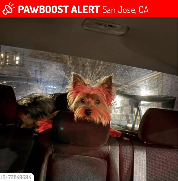 Lost Male Dog last seen Downtown San Jose, San Jose, CA 95112