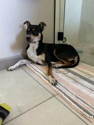 Lost Female Dog last seen Avalon and Coors , Albuquerque, NM 87105