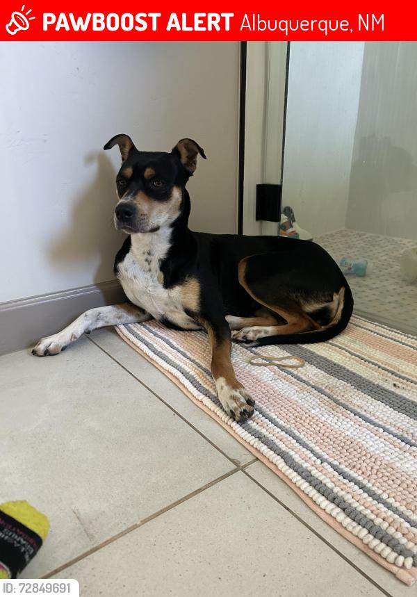 Lost Female Dog last seen Avalon and Coors , Albuquerque, NM 87105