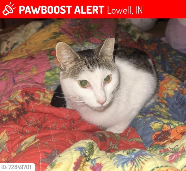 Lost Female Cat last seen 155th street, Lowell, IN 46356