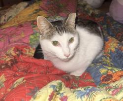 Lost Female Cat last seen 155th street, Lowell, IN 46356