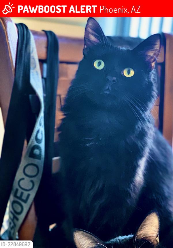 Lost Male Cat last seen 35th ave and Bethany  rd, Phoenix, AZ 85019