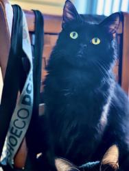 Lost Male Cat last seen 35th ave and Bethany  rd, Phoenix, AZ 85019