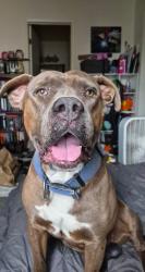 Found/Stray Male Dog last seen Gilbert and Broadway , Mesa, AZ 85201