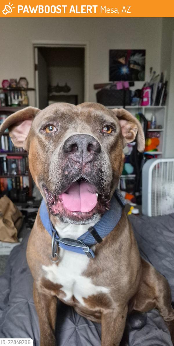 Found/Stray Male Dog last seen Gilbert and Broadway , Mesa, AZ 85201