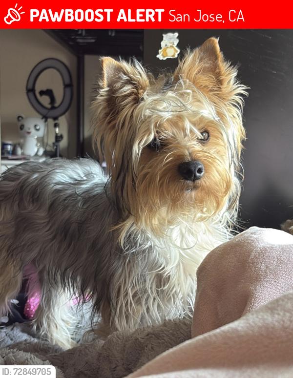 Lost Male Dog last seen Near N fifth st, San Jose, CA 95113