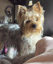 Lost Male Dog last seen Near N fifth st, San Jose, CA 95113