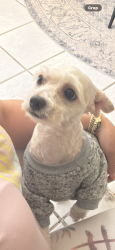 Lost Male Dog last seen Pebble Garden ln, Globow elementary, Bridgewater neighborhood , Katy, TX 77449