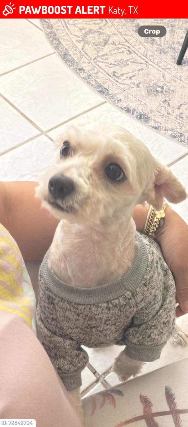Lost Male Dog last seen Pebble Garden ln, Globow elementary, Bridgewater neighborhood , Katy, TX 77449
