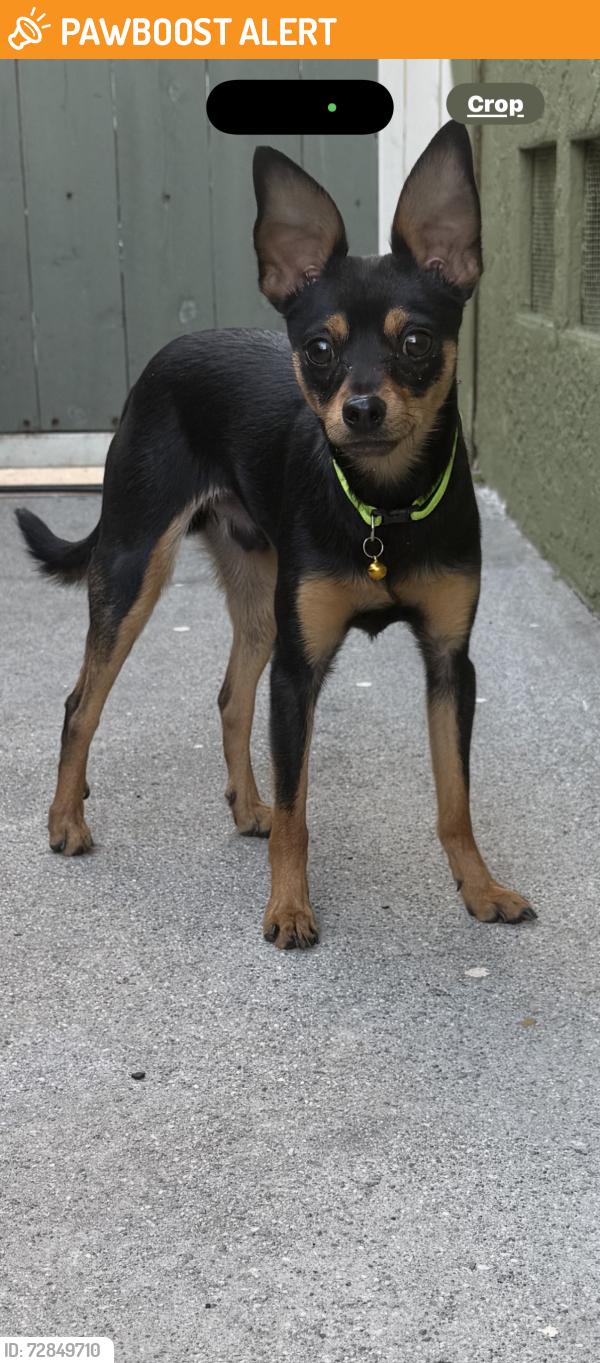 Found/Stray Male Dog last seen Hereford and Olympic , East Los Angeles, CA 90022