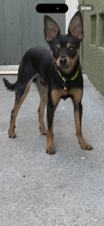 Found/Stray Male Dog last seen Hereford and Olympic , East Los Angeles, CA 90022