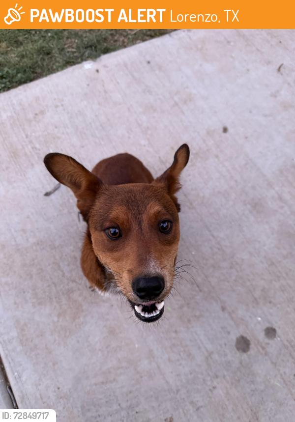 Found/Stray Male Dog last seen Lorenzo Country Club, Lorenzo, TX 79343