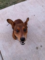 Found/Stray Male Dog last seen Lorenzo Country Club, Lorenzo, TX 79343