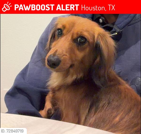 Lost Male Dog last seen Near hadley park Trail, Houston, TX 77051