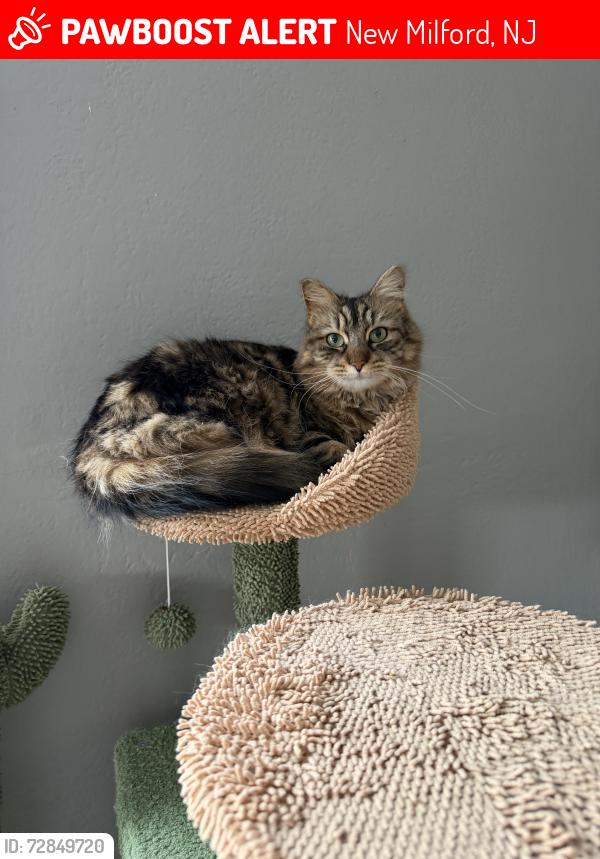 Lost Female Cat last seen Elizabeth st & Lafayette ave, New Milford, NJ 07646