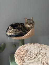 Lost Female Cat last seen Elizabeth st & Lafayette ave, New Milford, NJ 07646