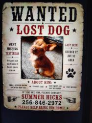 Lost Male Dog last seen EMS Bldg, Dr. Festoks office, Jacksonville, AL 36265