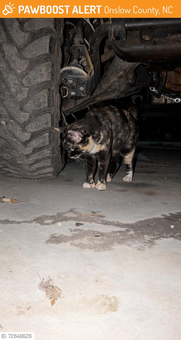 Found/Stray Female Cat last seen Bottoms Up Bar 53, Onslow County, NC 28540