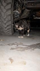 Found/Stray Female Cat last seen Bottoms Up Bar 53, Onslow County, NC 28540
