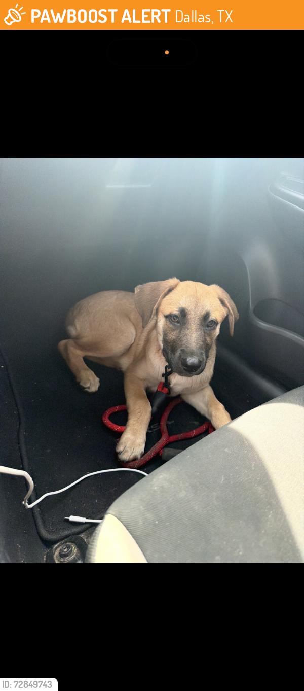 Found/Stray Female Dog last seen Hamilton ave fithugh ave, Dallas, TX 75210