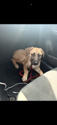Found/Stray Female Dog last seen Hamilton ave fithugh ave, Dallas, TX 75210