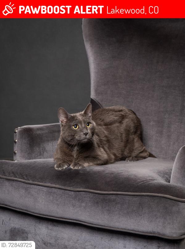 Lost Male Cat last seen Harlan and west 6th ave, Lakewood, CO 80214