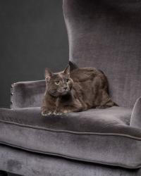 Lost Male Cat last seen Harlan and west 6th ave, Lakewood, CO 80214