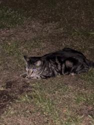 Found/Stray Male Cat last seen Lake Fredrica s, Orlando, FL 32822