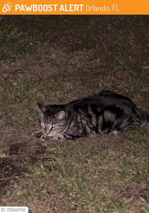 Found/Stray Male Cat last seen Lake Fredrica s, Orlando, FL 32822