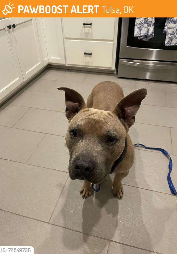 Found/Stray Male Dog last seen 36th and Peoria, Tulsa, OK 74105