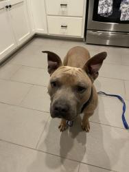 Found/Stray Male Dog last seen 36th and Peoria, Tulsa, OK 74105