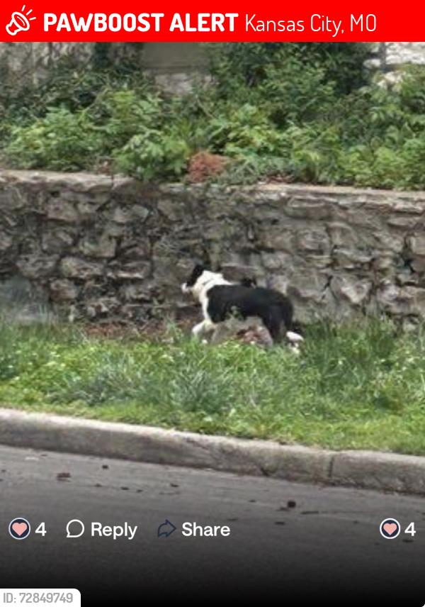Lost Female Dog last seen 41st campbell , Kansas City, MO 64116