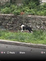 Lost Female Dog last seen 41st campbell , Kansas City, MO 64116