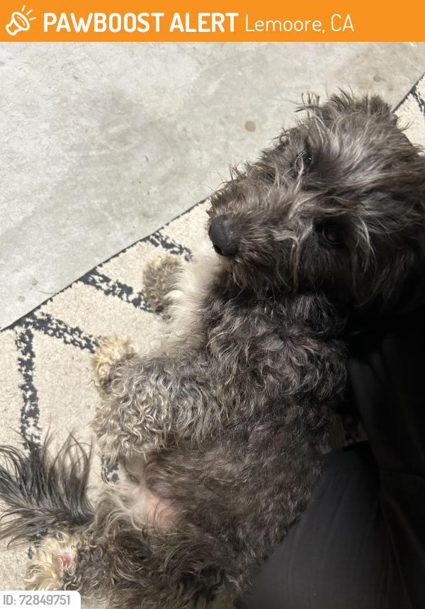 Found/Stray Unknown Dog last seen E street Lemoore , Lemoore, CA 93245