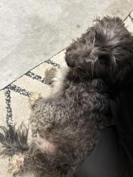 Found/Stray Unknown Dog last seen E street Lemoore , Lemoore, CA 93245