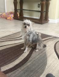 Lost Male Dog last seen Millers Point, San Antonio, TX 78239