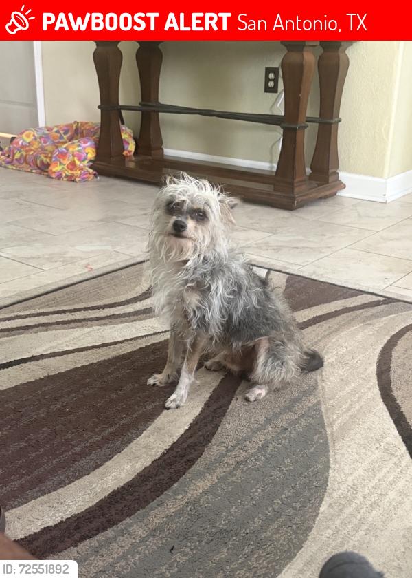 Lost Male Dog last seen Millers Point, San Antonio, TX 78239