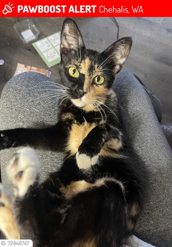 Lost Female Cat last seen SW Chehalis Ave, near the apmts, Chehalis, WA 98532
