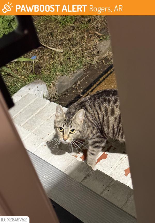 Found/Stray Unknown Cat last seen Lingle middle school , Rogers, AR 72756