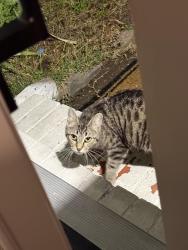 Found/Stray Unknown Cat last seen Lingle middle school , Rogers, AR 72756