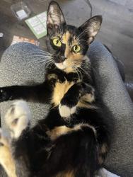 Lost Female Cat last seen SW Chehalis Ave, near the apmts, Chehalis, WA 98532