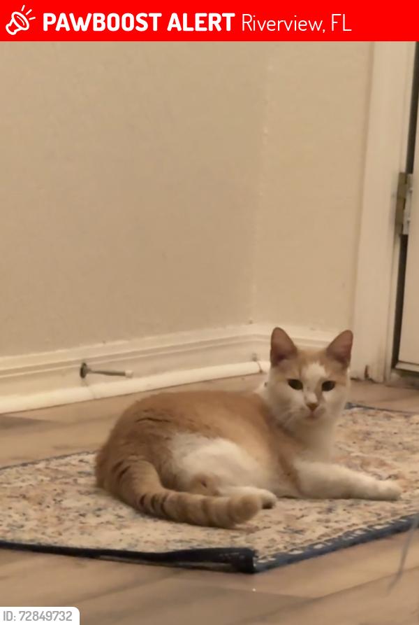 Lost Male Cat last seen Crest Side Blvd, Riverview, FL 33569
