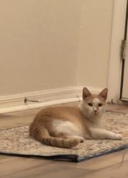Lost Male Cat last seen Crest Side Blvd, Riverview, FL 33569