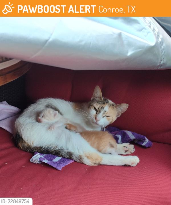 Found/Stray Female Cat last seen Briar Grove subdivision , Conroe, TX 77301