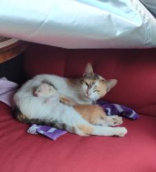 Found/Stray Female Cat last seen Briar Grove subdivision , Conroe, TX 77301