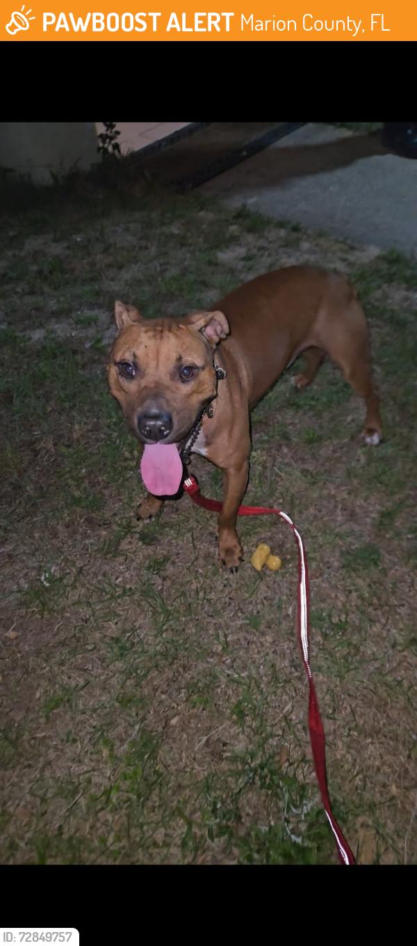 Found/Stray Male Dog last seen Near shady road , Marion County, FL 34475