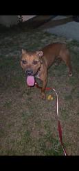 Found/Stray Male Dog last seen Near shady road , Marion County, FL 34475