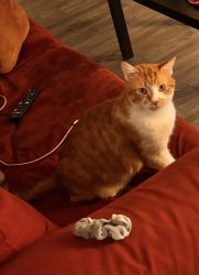 Lost Male Cat last seen Speedway and Columbus , Tucson, AZ 85712