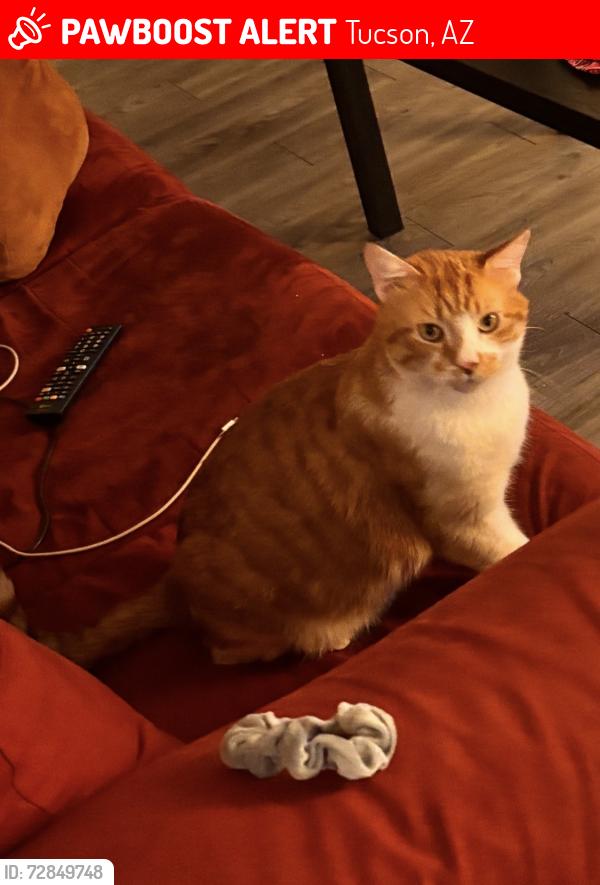 Lost Male Cat last seen Speedway and Columbus , Tucson, AZ 85712